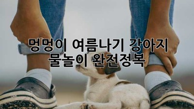 멍멍이 여름나기🌊 강아지 물놀이 완전정복! 🐶